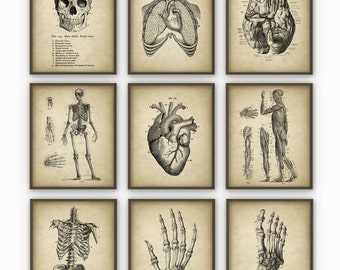 Human Anatomy Antique Art Print Set of 9 - Vintage Anatomy Home Decor - Antique Book Plate - Medical Student Gift Idea Picture Set of 9
