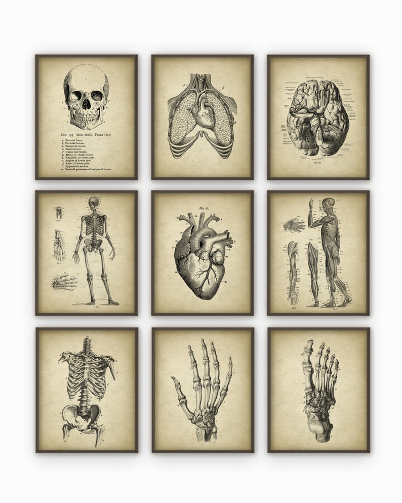 Human Anatomy Antique Art Print Set of 9 - Vintage Anatomy Home Decor ...