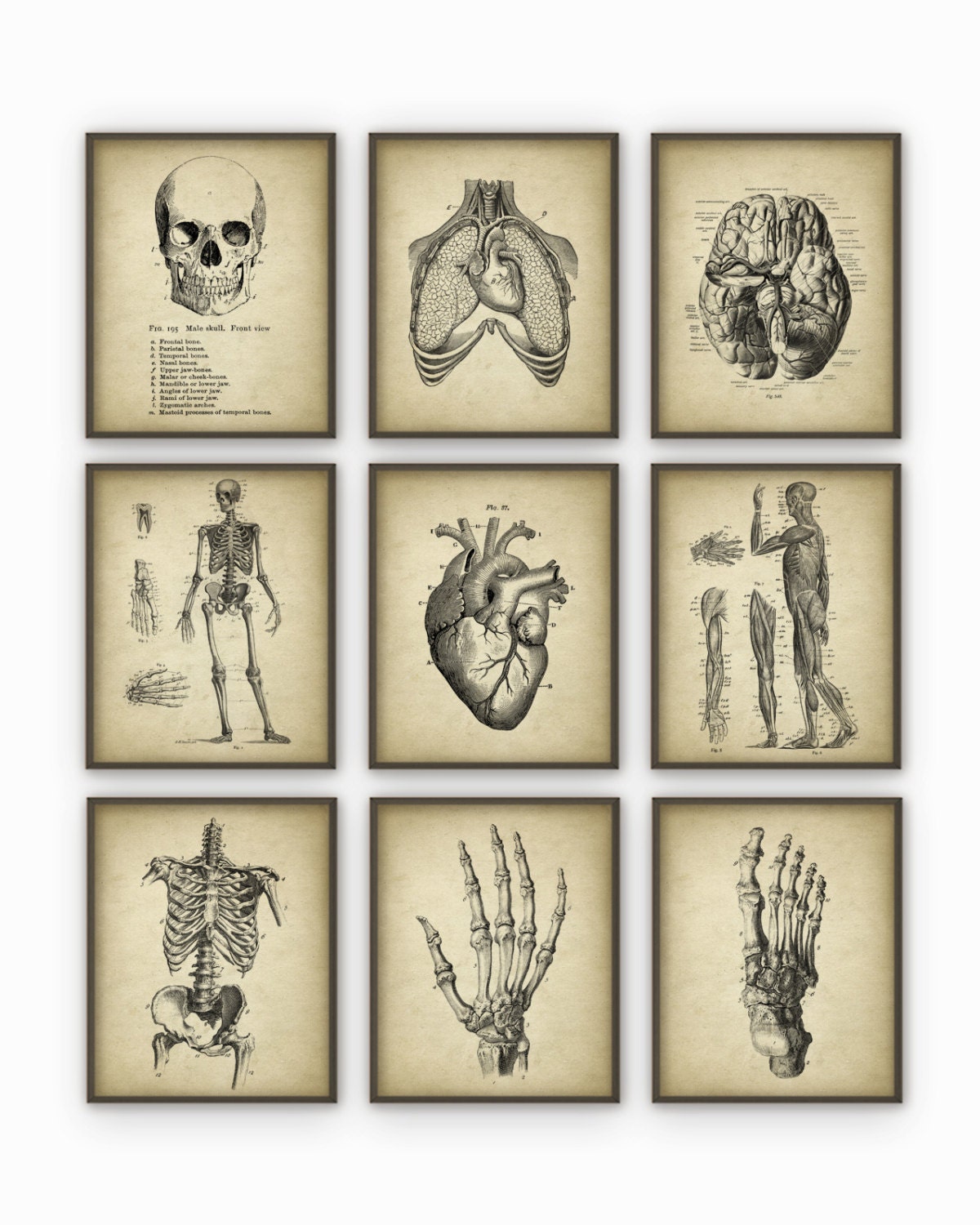 Human Anatomy Antique Art Print Set of 9 - Vintage Anatomy Home Decor ...
