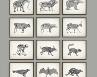 May include: A set of 12 vintage anatomical illustrations of animal skeletons. The illustrations are in black and white and feature a variety of animals, including an elephant, lion, bear, cow, pig, deer, monkey, rabbit, squirrel, seal, bat, and beaver.