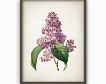 Lilac Flower Antique Botanical Art Print, Vintage Botanical Home Decor, Giclee Lilac Picture