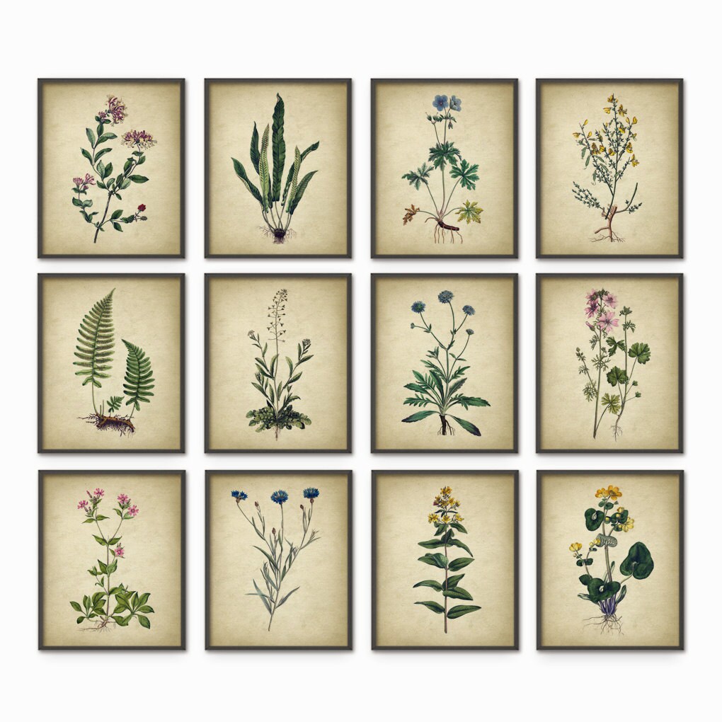 Wildflower Print Set of 12, Vintage Botanical Home Decor, Flower Wall ...