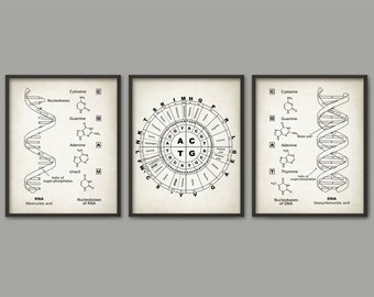 DNA and RNA Genetic Code Print Set Of 3 - Genetics Poster - Molecular Biology - Dorm Decor - Science Student Gift Idea - Biochemistry Poster