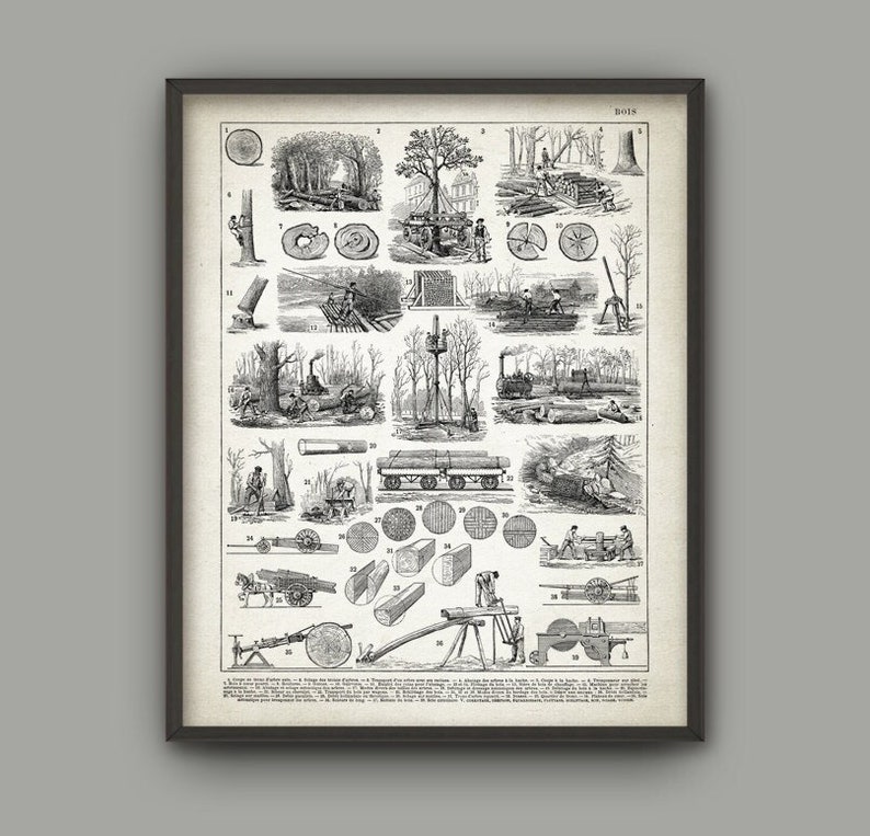 May include: A vintage black and white illustration depicting various stages of wood harvesting and processing. The image shows a detailed breakdown of the process, from felling trees to sawing lumber. The illustration is labeled with numbers and includes text in French.