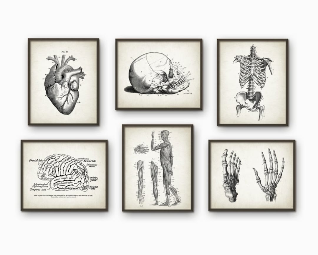 Human Anatomy Antique Art Print Set of 6 Vintage Anatomy Home Decor ...