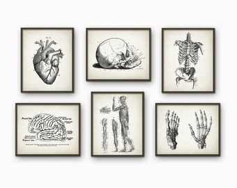 Human Anatomy Antique Art Print Set of 6 - Vintage Anatomy Home Decor - Antique Book Plate - Medical Student Gift Idea Picture Set of 6