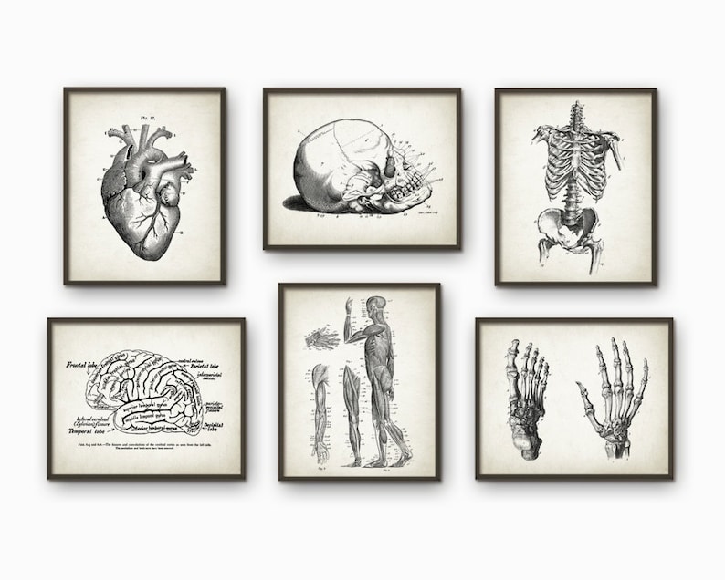 Human Anatomy Antique Art Print Set of 6 - Vintage Anatomy Home Decor ...