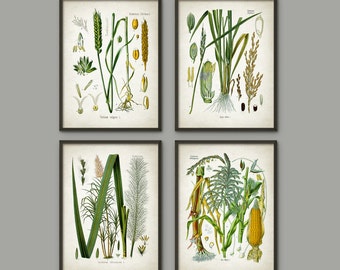 Vintage Agriculture Print Set Of 4 - Wheat Cereal Grain - Farming - Maize Corn - Sweetcorn - Rice Crop - Rice Farming - Sugar Cane - AB563