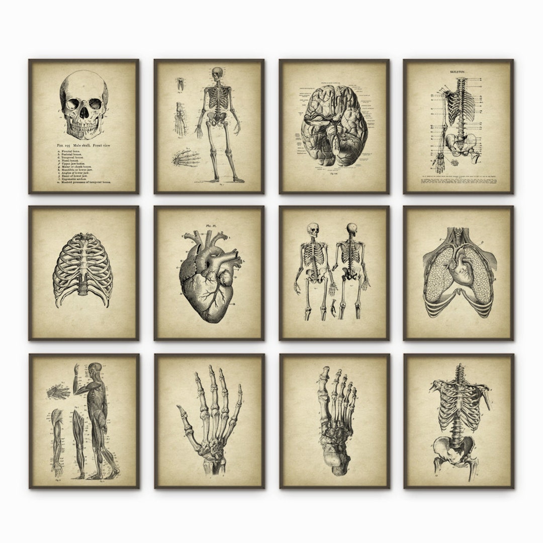 Human Anatomy Print Set of 12, Vintage Posters, Medicine Student Dorm ...