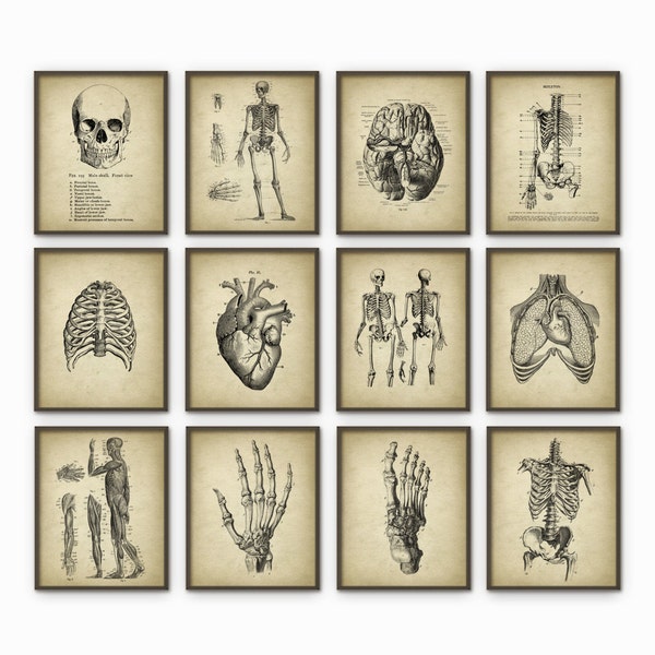 Human Anatomy Antique Art Print Set of 12 - Vintage Anatomy Home Decor - Antique Book Plate - Medical Student Gift Idea Picture Set of 12