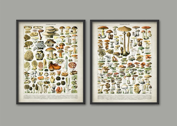 Vintage Mushroom Art Print Set Of 2 Mushroom Kitchen Decor Etsy