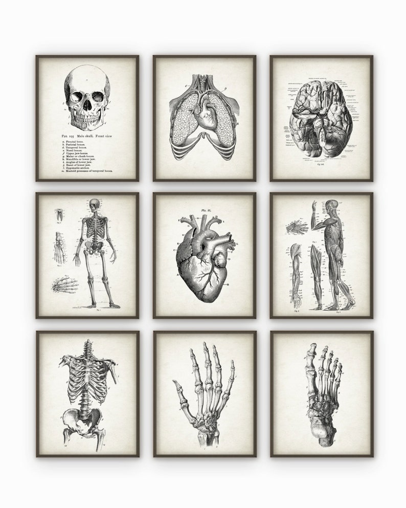 Human Anatomy Antique Art Print Set of 9 - Vintage Anatomy Home Decor ...
