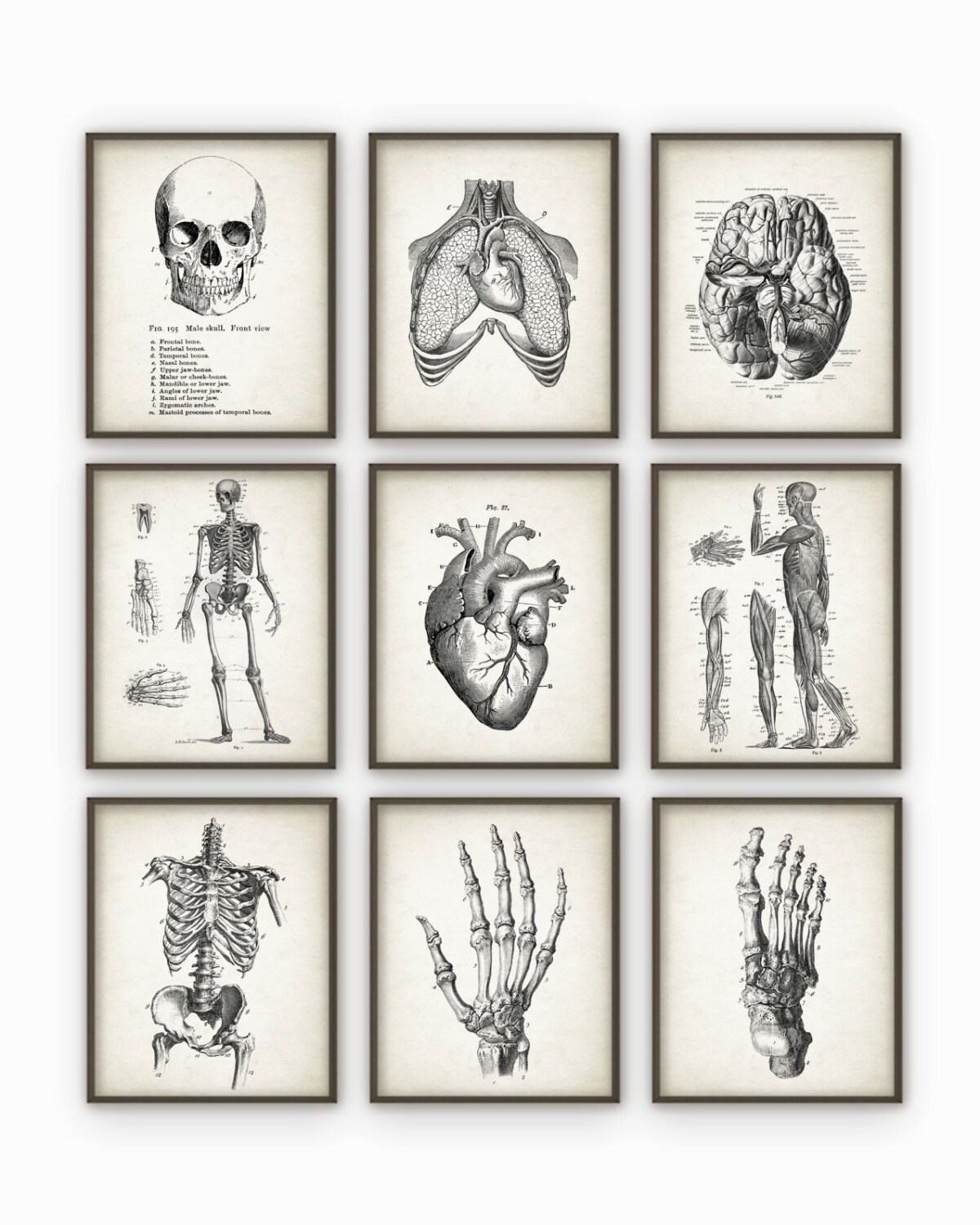 Human Anatomy Antique Art Print Set of 9 - Vintage Anatomy Home Decor ...