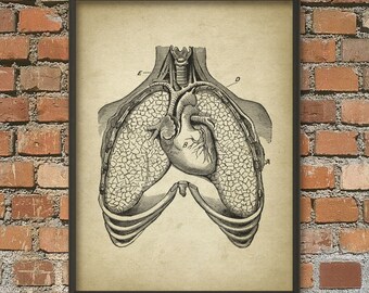 Lungs and Heart Antique Anatomy Wall Art Poster