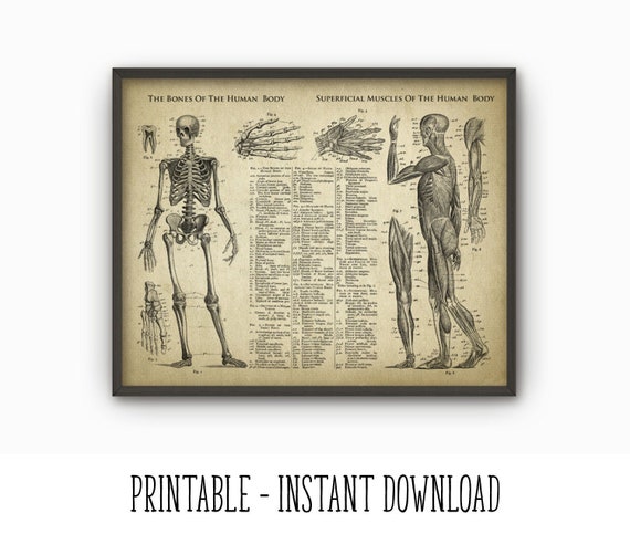 Wall Art Print, Antique Illustration of the Human Body & Skeleton  (Biology)