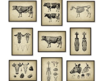 Vintage Cow Anatomy Posters Set of 9, Antique Book Plate Illustrations, Veterinary Practice Charts, Vet Student Gift Idea, Cattle Prints