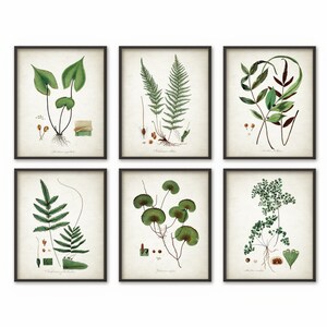 PRINTABLE Set of 6 Botanical Prints Antique Botanical Wall - Etsy UK