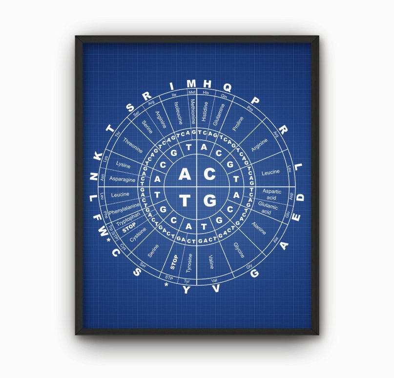 Genetic Code Print, Amino Acids Proteins DNA RNA Base Pairs, Molecular ...