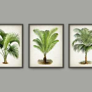 Palm Tree Botanical Wall Art Print Set of 3 - Modern Home Decor - Palm Tree Book Illustration Prints - Palm Tree Botanical Prints