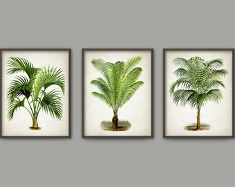 Palm Tree Botanical Wall Art Print Set of 3 - Modern Home Decor - Palm Tree Book Illustration Prints - Palm Tree Botanical Prints