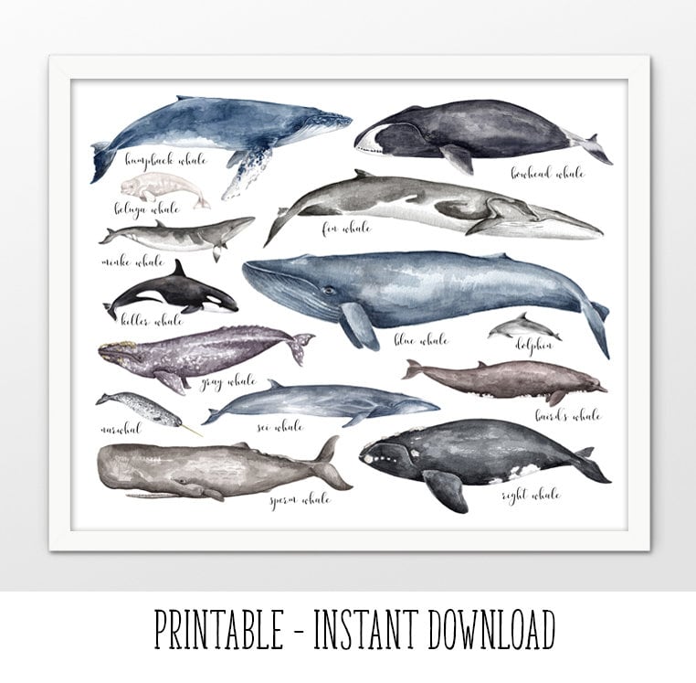 PRINTABLE Whales of the World Wall Art Watercolor Whale - Etsy