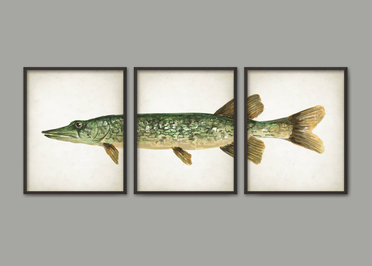 Chain Pickerel Pike Watercolor Print Set Of 3 Southern Pike Etsy