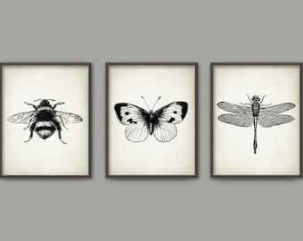 Insect Wall Art Poster Set Of 3 - Entomology Art Prints - Bumblebee Dragonfly Butterfly Home Decor - Entomology Art (B386)