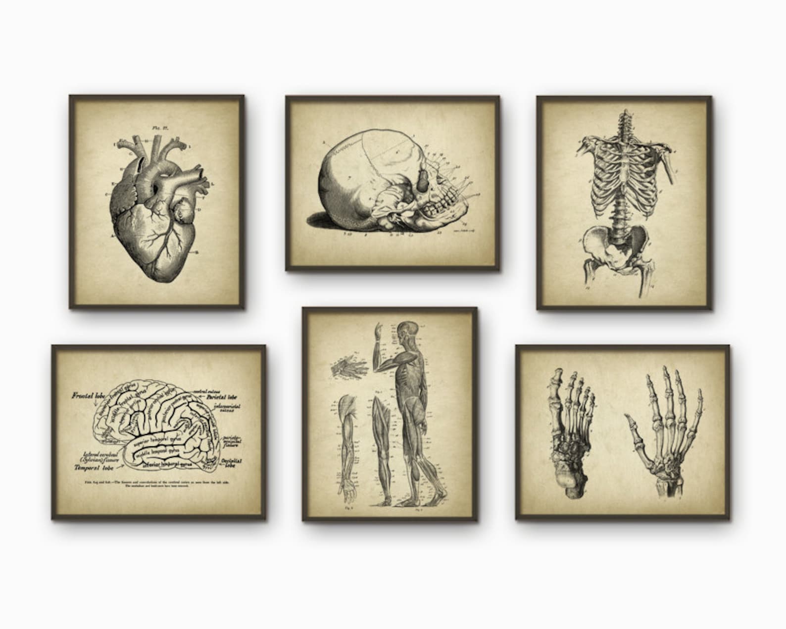 Human Anatomy Antique Art Print Set of 6 - Vintage Anatomy Home Decor ...