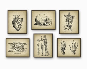 Human Anatomy Antique Art Print Set of 6 - Vintage Anatomy Home Decor - Antique Book Plate - Medical Student Gift Idea Picture Set of 6