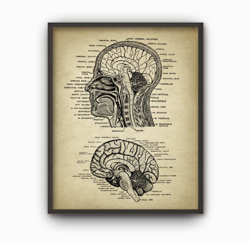 Head and Brain Antique Anatomy Wall Art Poster #2, Neuroscience ...