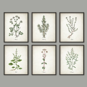 PRINTABLE Kitchen Herbs Wall Art Print Set of 6, Vintage Botanical Herb ...
