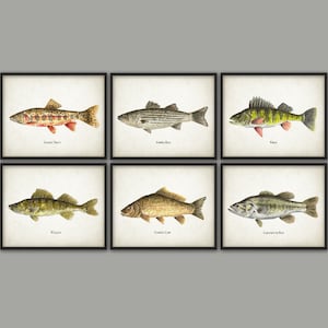 North American Fish Print Set Of 6, Watercolor Fish Painting, North American Lake And Stream Fish, Fishing, Angling, Angler, Fisherman Gift image 1