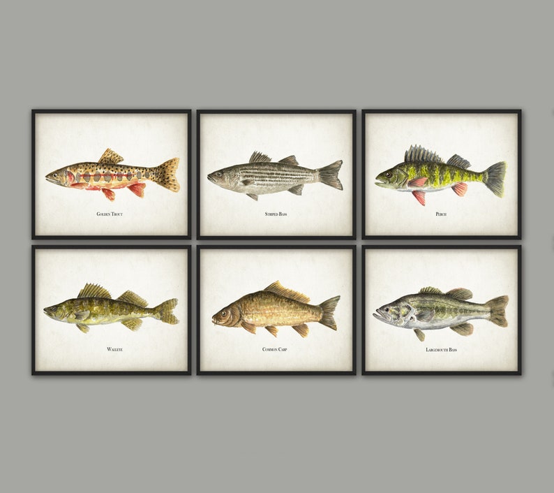 North American Fish Print Set Of 6, Watercolor Fish Painting, North American Lake And Stream Fish, Fishing, Angling, Angler, Fisherman Gift image 1