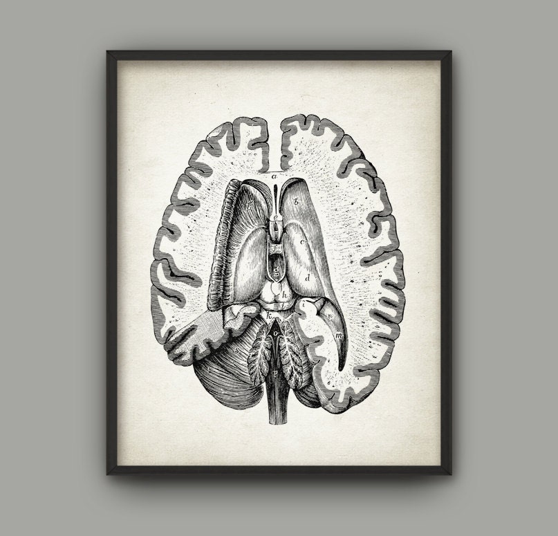 Human Brain Anatomy Print Set of 4 - Brain Dissection - Vintage Brain ...