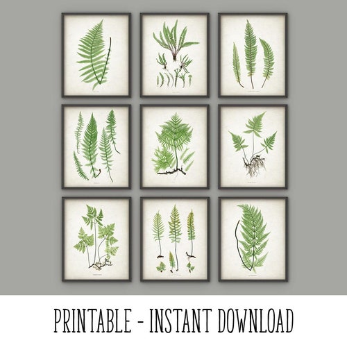 DOWNLOAD Botanical Fern Print SET of 6 Printable Print - Etsy