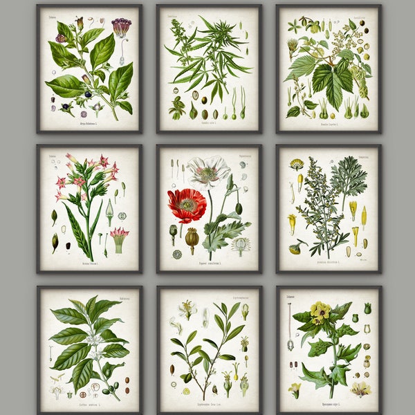 Drug Plants Print Set Of 9, Vintage Cocaine, Cannabis, Opium Poppy, Absinthe, Drugs Art, Antique Botanical Art, Drugstore Decor AB696