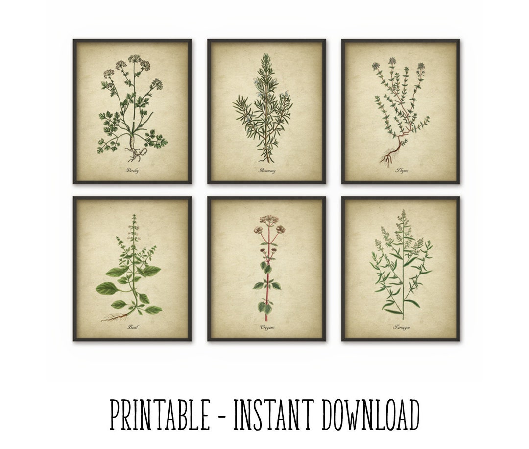 PRINTABLE Kitchen Herbs Wall Art Print Set of 6, Vintage Botanical Herb ...