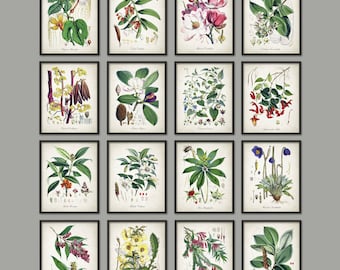 May include: A set of 16 vintage botanical illustrations featuring various flowers and plants. The illustrations are in a classic style with detailed drawings of the plants and their leaves. The illustrations are printed on a cream-colored background.