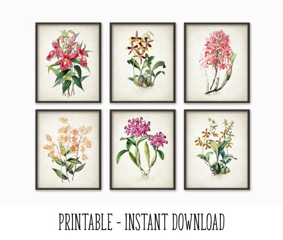 PRINTABLE Set of 6 Orchid Prints Antique Botanical Wall Art - Etsy