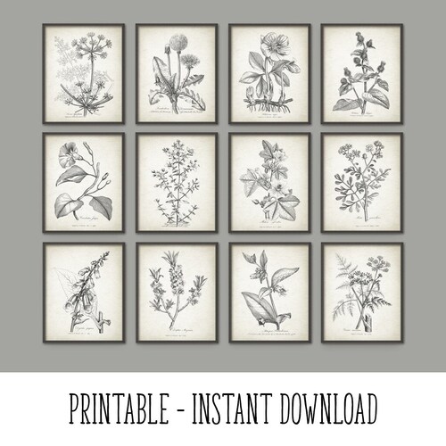 PRINTABLE Set of 12 Botanical Images 1790 Antique Plant - Etsy
