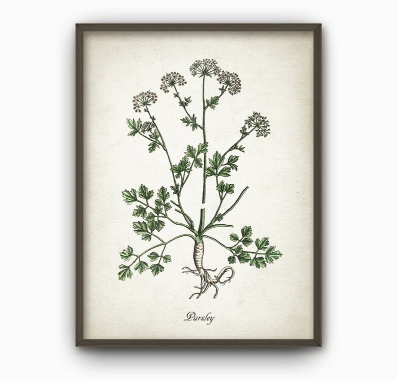 Kitchen Herbs Wall Art Print Set of 12 - Vintage Botanical Herb Prints ...