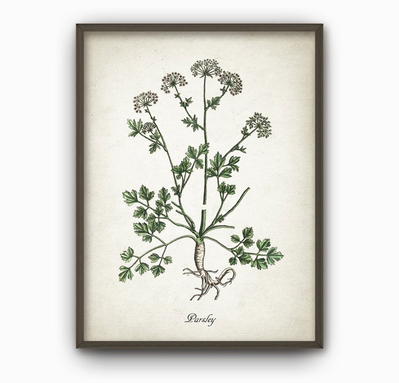 Kitchen Herbs Wall Art Print Set of 6 - Vintage Botanical Herb Prints ...