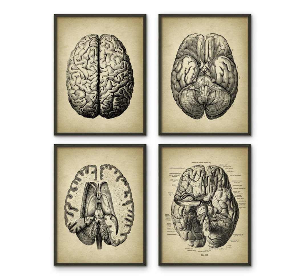 Human Brain Anatomy Print Set of 4 - Brain Dissection - Vintage Brain ...