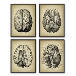 May include: Set of four vintage anatomical illustrations of the human brain. Each print features a detailed black and white drawing of the brain from different angles.