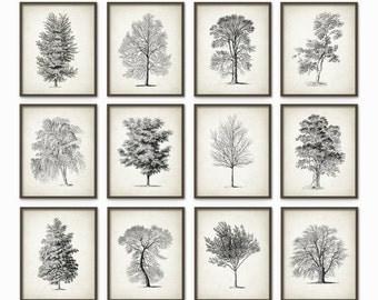 Trees Antique Botanical Art Print Set of 12, Vintage Botanical Home Decor, Antique Book Plate Illustrations, Tree Picture Gallery Wall