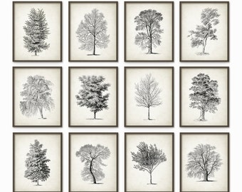 Trees Antique Botanical Art Print Set of 12 - Vintage Botanical Home Decor Antique Book Plate Illustration Giclee Picture Set of 12 (B225)