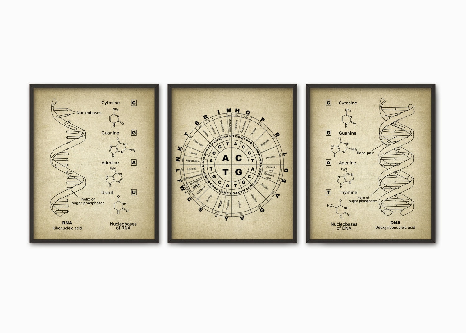 DNA and RNA Genetic Code Print Set of 3 - Genetics Poster