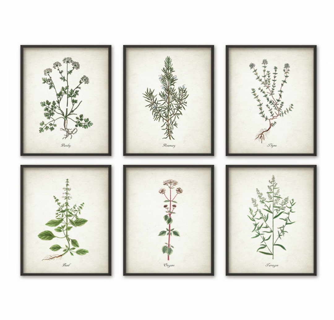 Kitchen Herbs Wall Art Print Set of 6 - Vintage Botanical Herb Prints ...