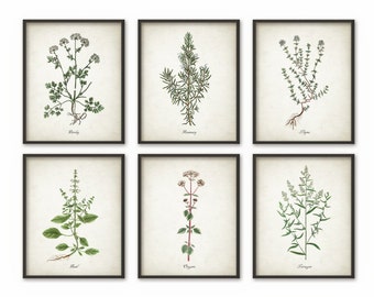 Kitchen Herbs Wall Art Print Set of 6 - Vintage Botanical Herb Prints - Herb Kitchen Decor Illustrations - Picture Set of Six (B509)