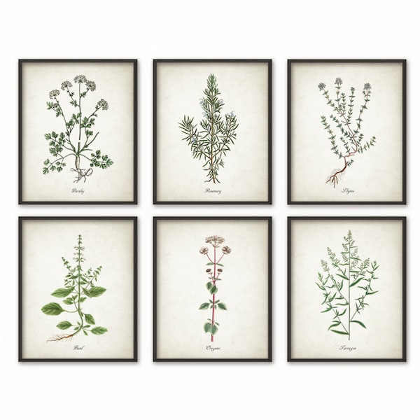 Kitchen Herbs Wall Art Print Set of 6 - Vintage Botanical Herb Prints - Herb Kitchen Decor Illustrations - Picture Set